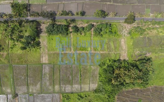 Prime Land for Sale in Belong, Kedungu