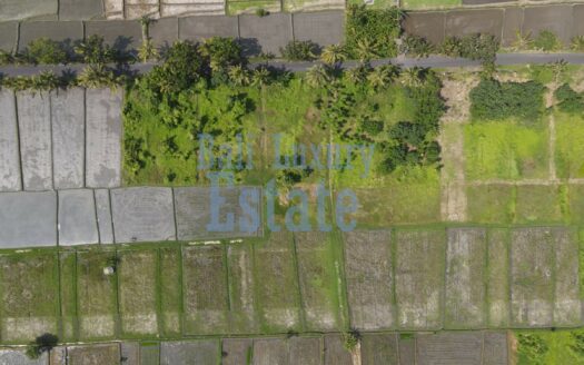 Prime Land for Sale in Belong, Kedungu